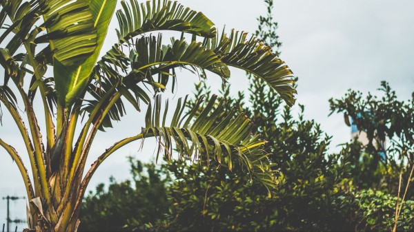Palm Tree Branch Leaves Wallpaper