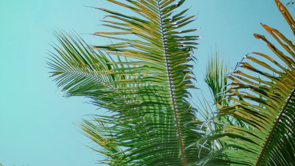 Palm Tree Branches Bottom View Wallpaper