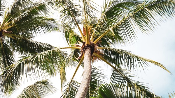 Palm Tree Branches E Wallpaper