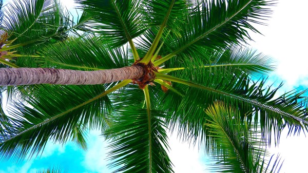 Palm Tree Branches Gg Wallpaper