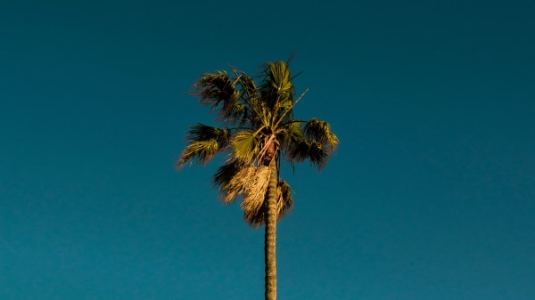 Palm Tree Branches Image Wallpaper