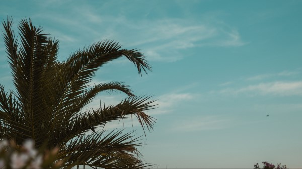Palm Tree Branches Leaves Image Wallpaper