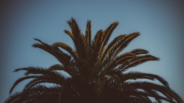 Palm Tree Branches Leaves Wallpaper