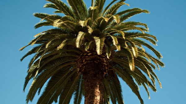 Palm Tree Branches Wallpaper