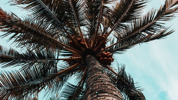 Palm Tree Branches Trunk Wallpaper