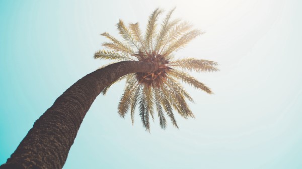 Palm Tree Crown Top wallpaper