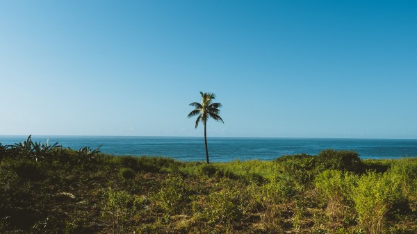 Palm Tree Grass Wallpaper