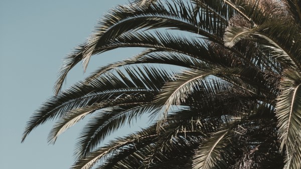 Palm Tree Leaves Branches Wallpaper