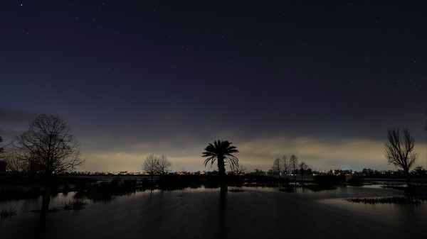 Palm Tree Night Silhouette Wallpaper