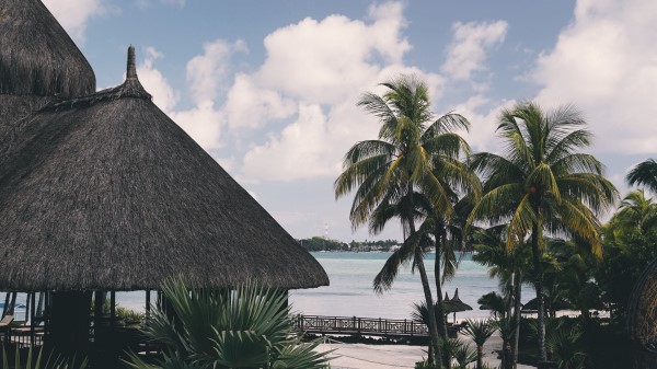 Palm Tree Pool Vacation Wallpaper