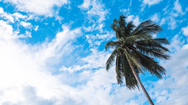 Palm Tree Sky Clouds Wallpaper