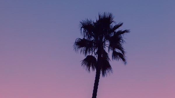 Palm Tree Sky Wallpaper