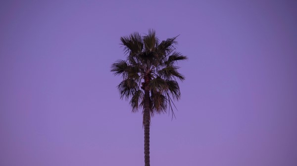 Palm Tree Sky Tree Wallpaper