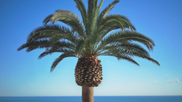 Palm Tree Summer Wallpaper