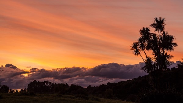 Palm Tree Sunset Wallpaper