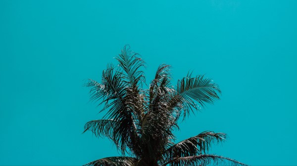 Palm Tree Top Branches Wallpaper