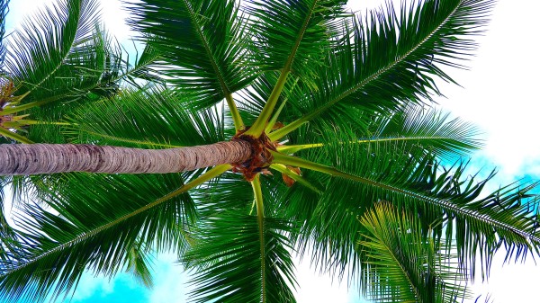 Palm Tree Tree Crown Image Wallpaper