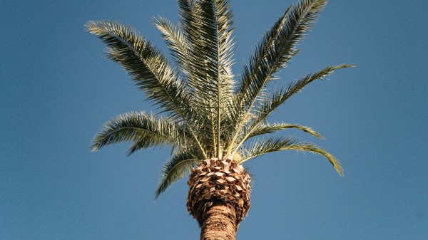 Palm Tree Treetop Wallpaper