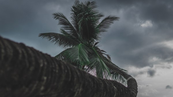 Palm Tree Tropical Wallpaper