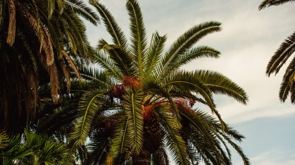 Palm Tree Tropics Wallpaper