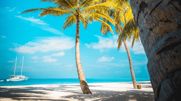 Palm Trees Beach Sand Wallpaper