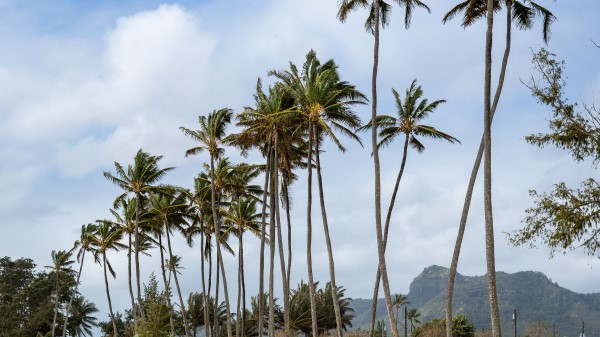 Palm Trees Beach Tide Wallpaper