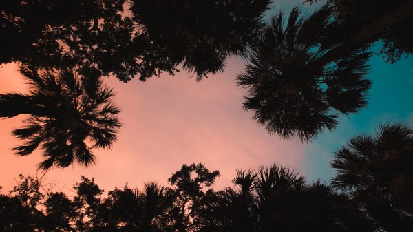 Palm Trees Bottom View Sunset Wallpaper