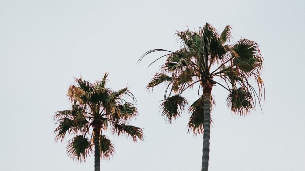 Palm Trees Branches Leaves D Wallpaper