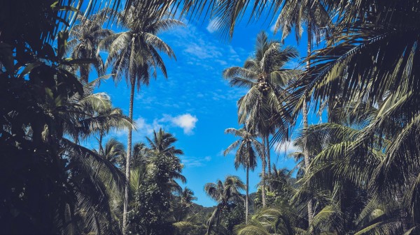 Palm Trees Branches Leaves Wallpaper