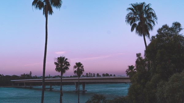 Palm Trees Bridge Coast Wallpaper