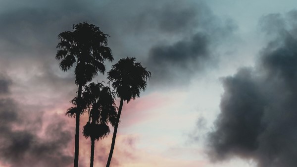 Palm Trees Clouds Sunset Wallpaper