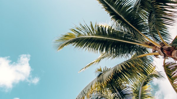 Palm Trees Crowns Branches wallpaper