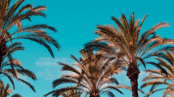 Palm Trees Genoa Italy Wallpaper