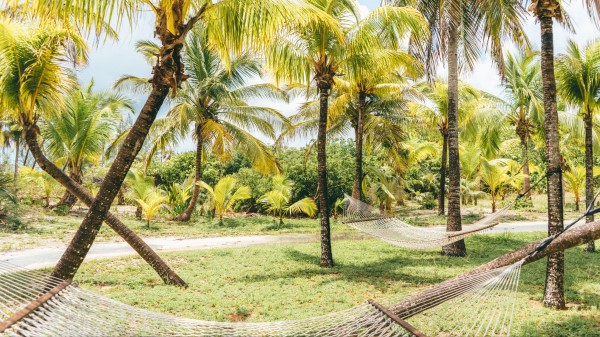 Palm Trees Hammocks Tropics Wallpaper