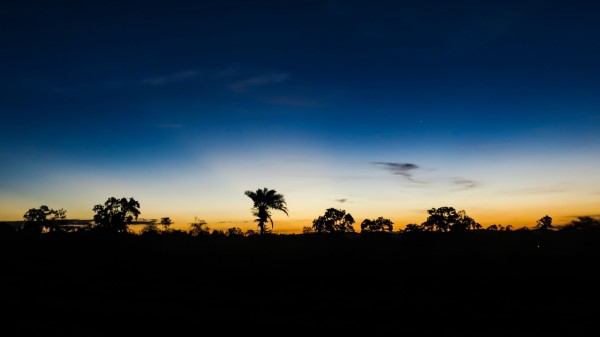 Palm Trees Horizon Night Wallpaper