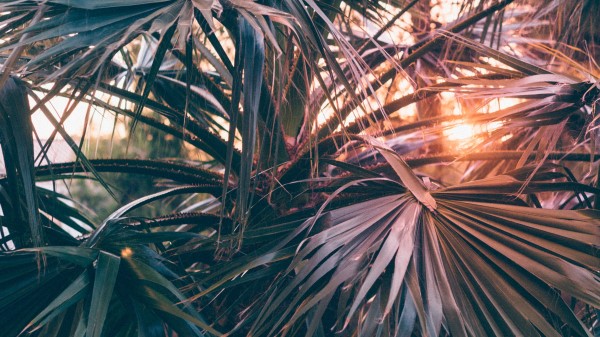 Palm Trees Leaves Branches Wallpaper