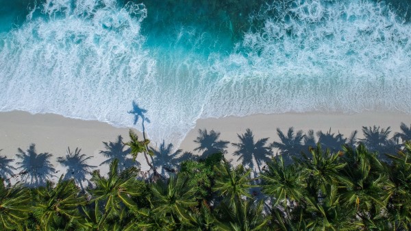 Palm Trees Ocean Aerial View Wallpaper