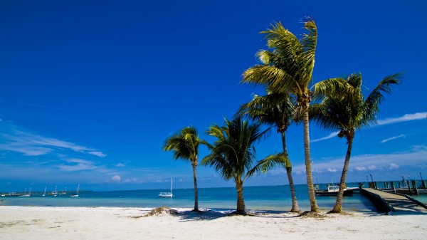Palm Trees Sand Beach Summer Wallpaper