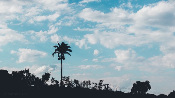 Palm Trees Silhouettes Wallpaper
