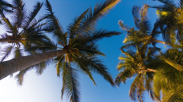 Palm Trees Sky Branches Wallpaper