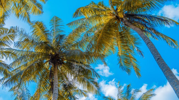 Palm Trees Sky Clouds E Wallpaper