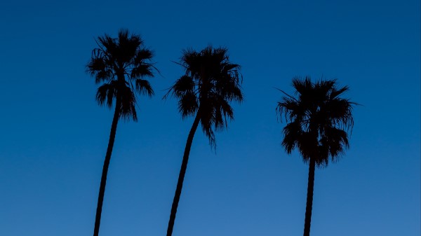 Palm Trees Sky Dark Wallpaper