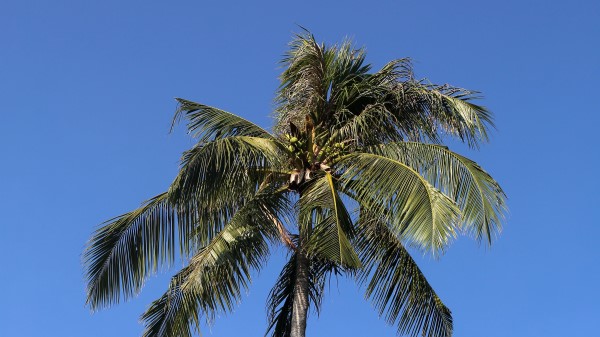 Palm Trees Sky Wallpaper