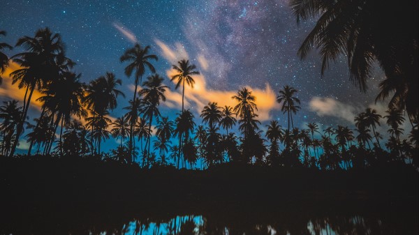 Palm Trees Starry Sky Milky Way Wallpaper