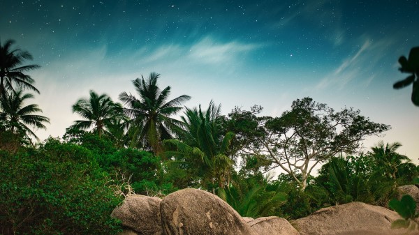 Palm Trees Starry Sky Stones Wallpaper