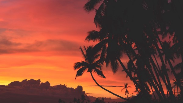 Palm Trees Sunset Clouds Wallpaper