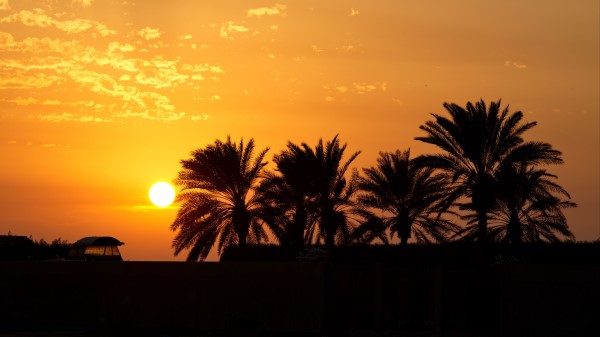 Palm Trees Sunset Horizon Wallpaper