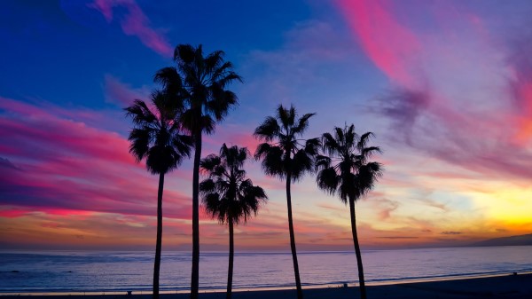 Palm Trees Sunset Silhouette Wallpaper