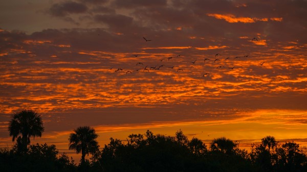 Palm Trees Sunset Sky Image Wallpaper