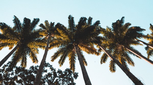 Palm Trees Tops Crowns wallpaper